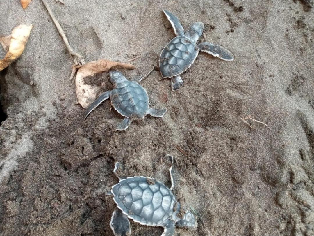Hospedaje Meryscar Tortuguero Esterno foto