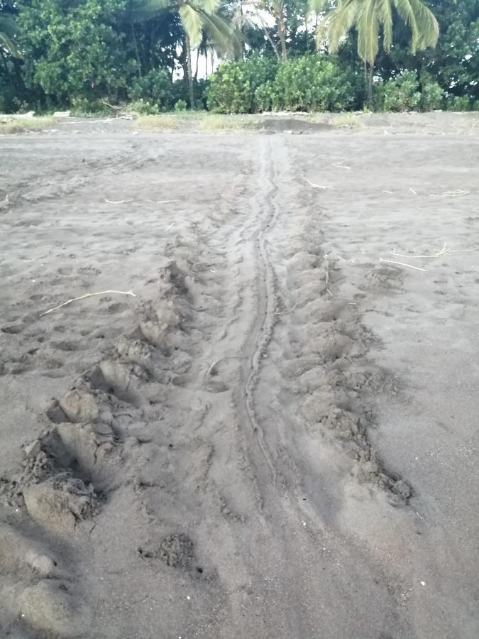 Hospedaje Meryscar Tortuguero Esterno foto