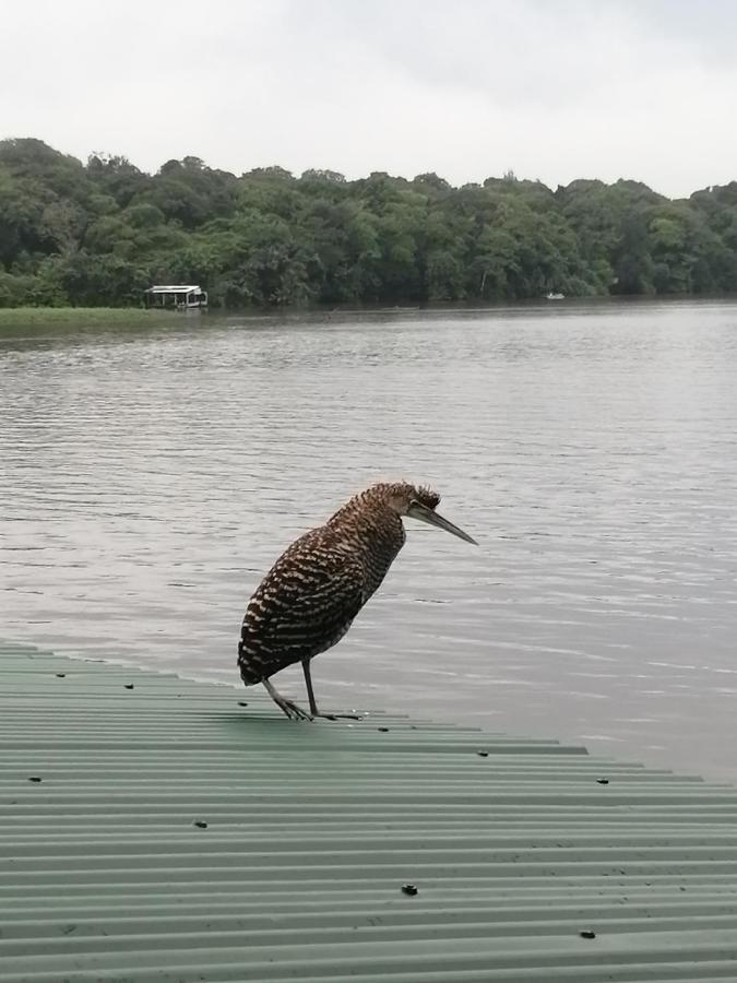 Hospedaje Meryscar Tortuguero Esterno foto