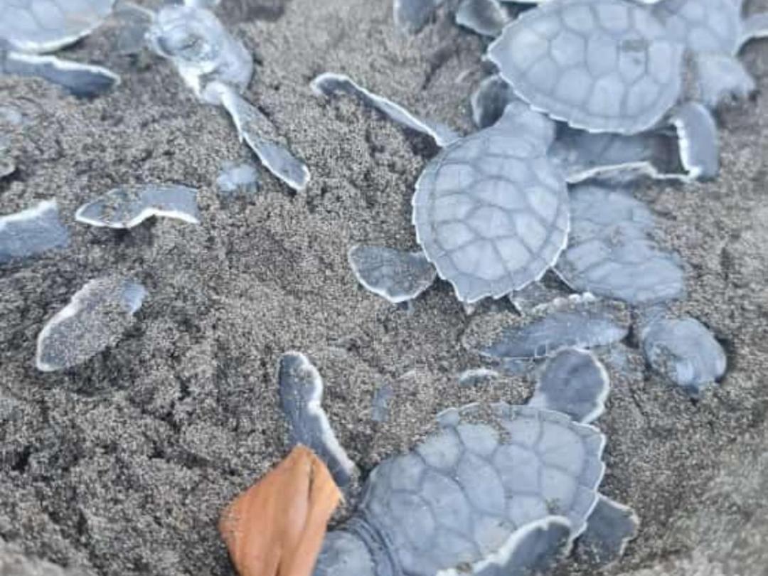 Hospedaje Meryscar Tortuguero Esterno foto
