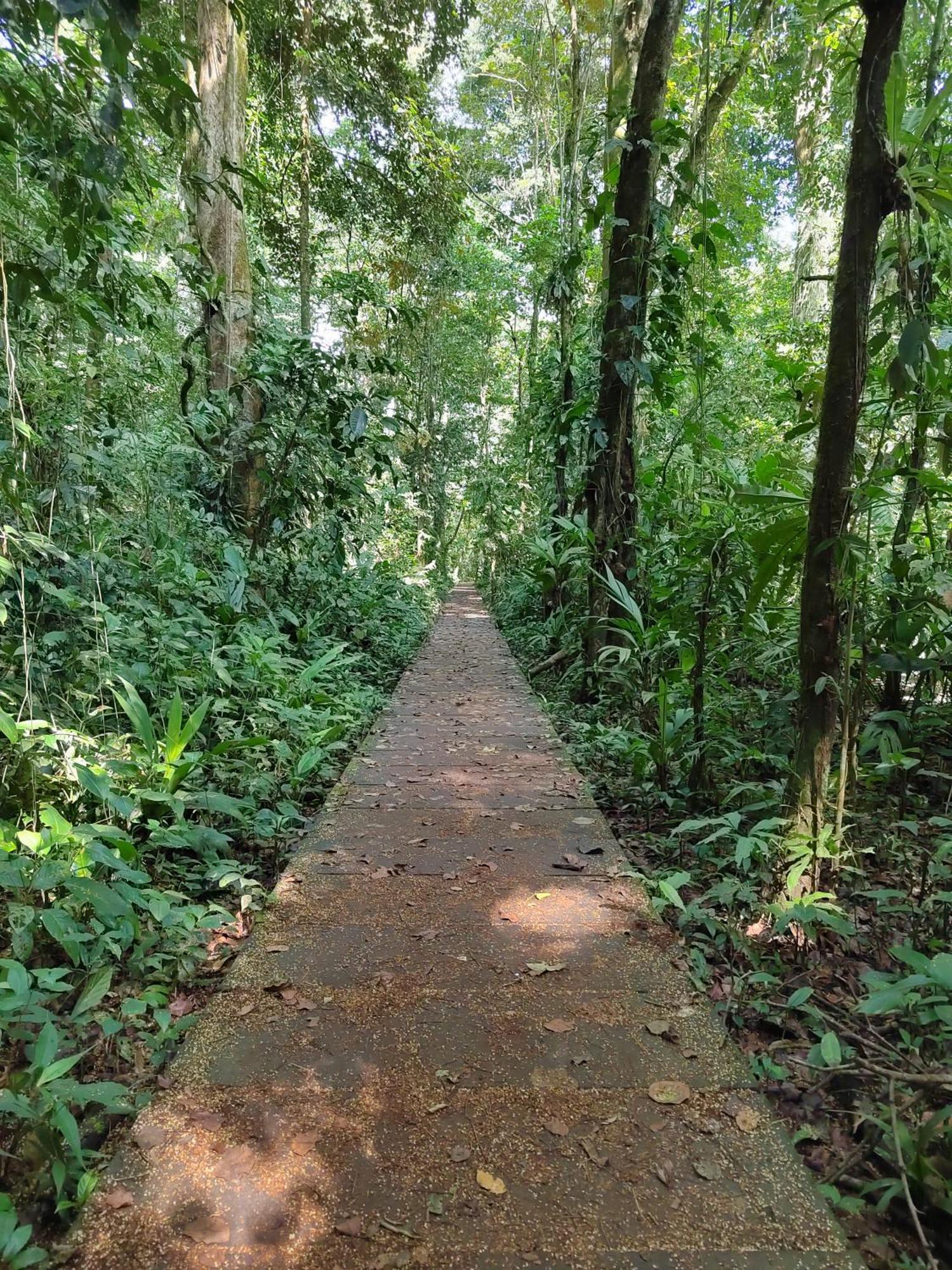 Hospedaje Meryscar Tortuguero Esterno foto